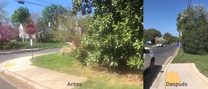 De lado a lado: fotos del antes y después de la vegetación cuando fue cortada por MCDOT.
