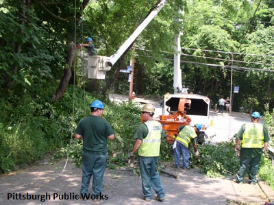 Image of Tree workers