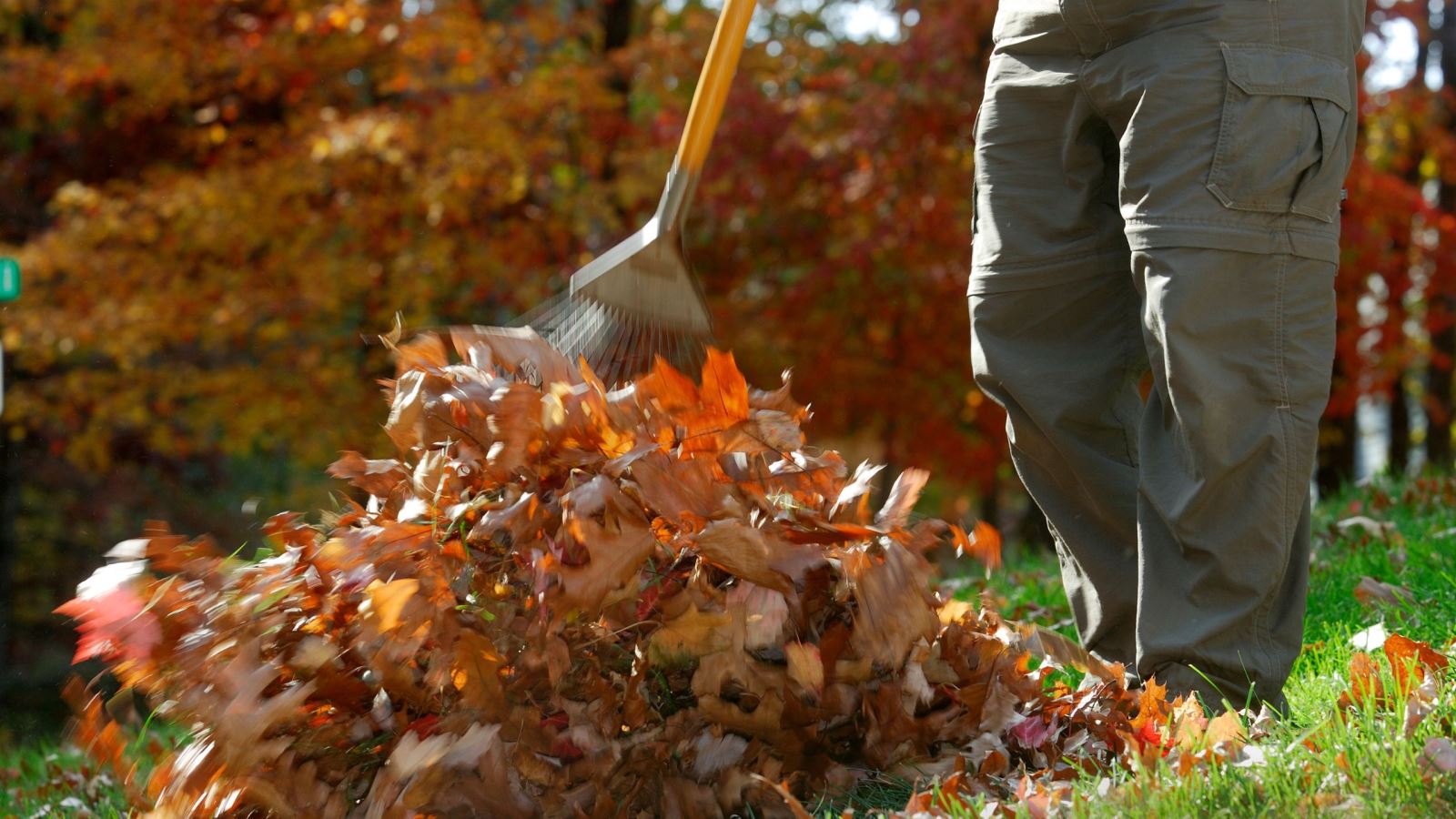 man raking leaves