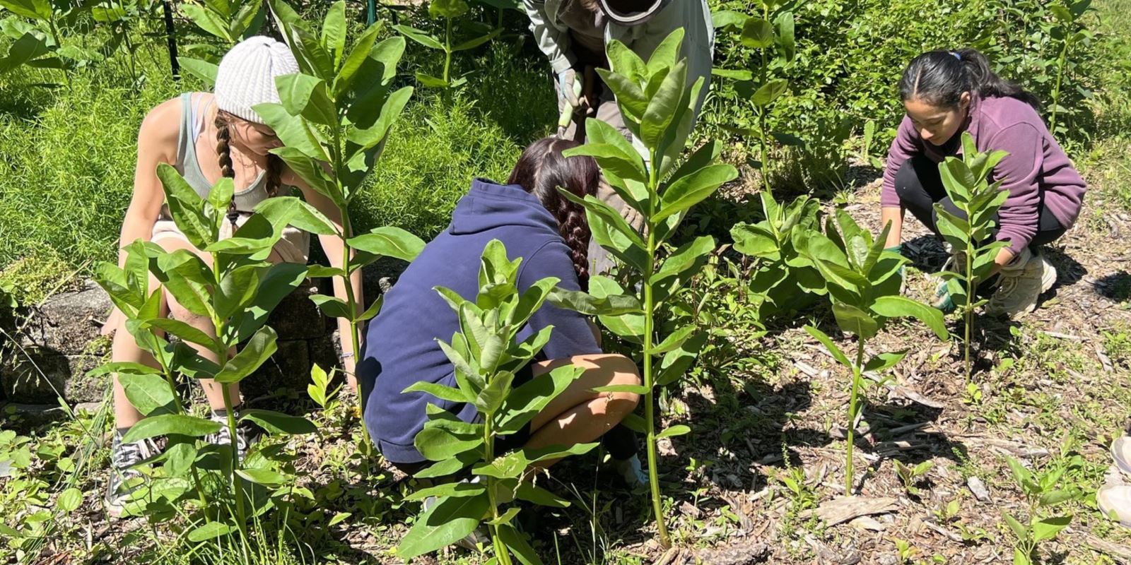 Students planting raingarden on school grounds.