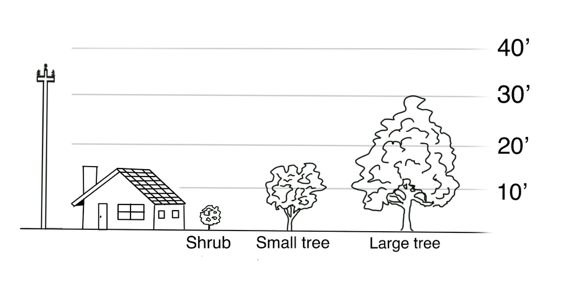 vegetation diagram: heights of shrub, small tree, large tree