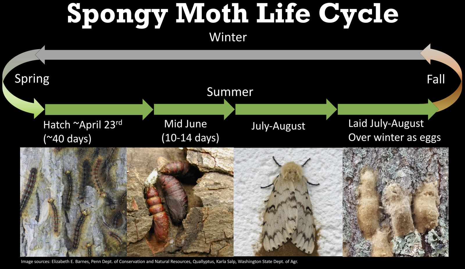 Image Credit: https://ag.purdue.edu/department/entm/extension/spongy-moth/_media/biology_id_page_spongy_moth_life_cycle-copy.jpg
