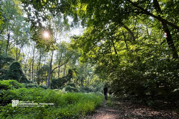 Person walking along path in the woods with sunlight coming through the tree canopy.