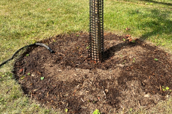 water dripping from hose at base of tree