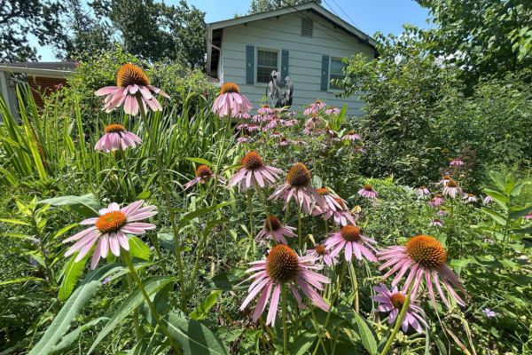 coneflowers in front yard of single family home