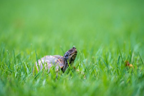 turtle on lawn