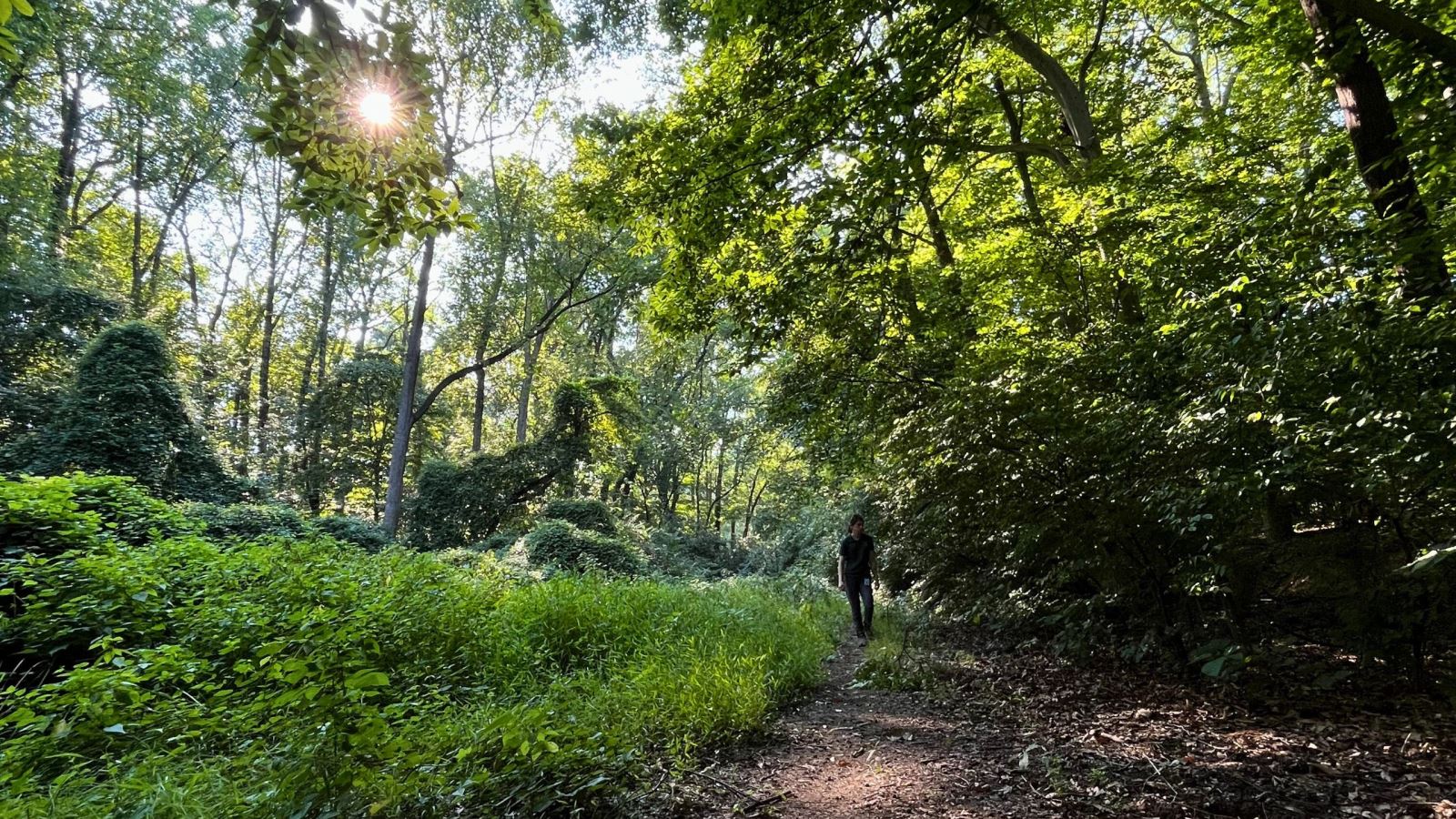 Person walking along path in the woods with sunlight coming through the tree canopy.