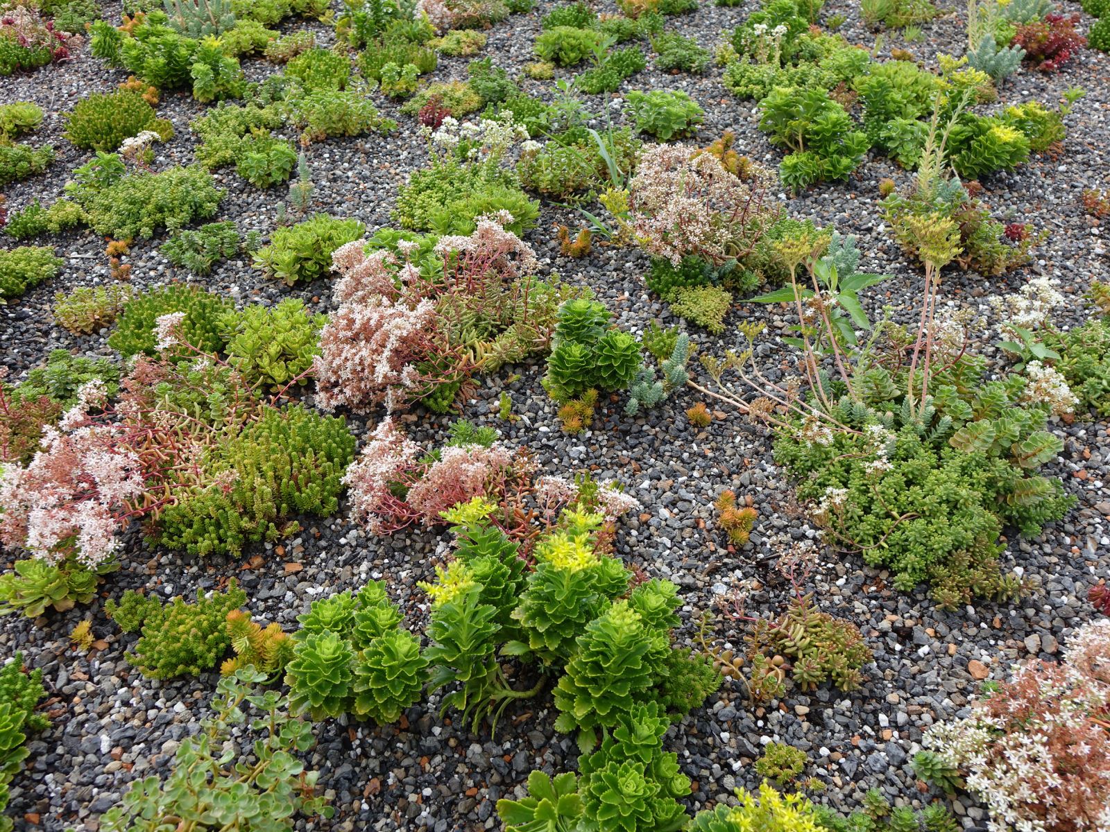 North Potomac Recreation Center green roof