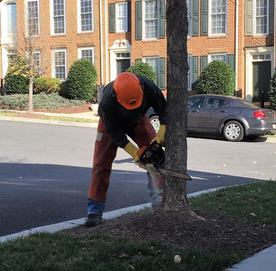 arborist cutting down a tree