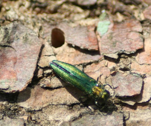 photo of emerald ash borer beetle