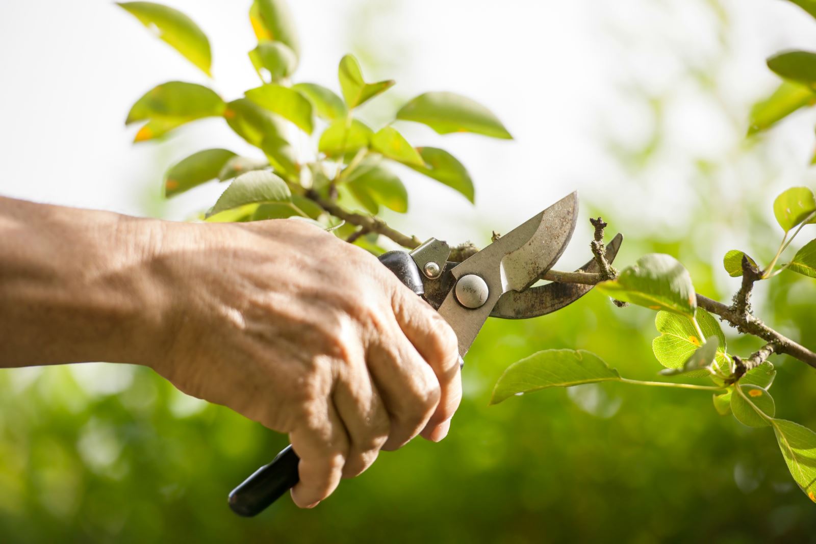 person pruning tree branch