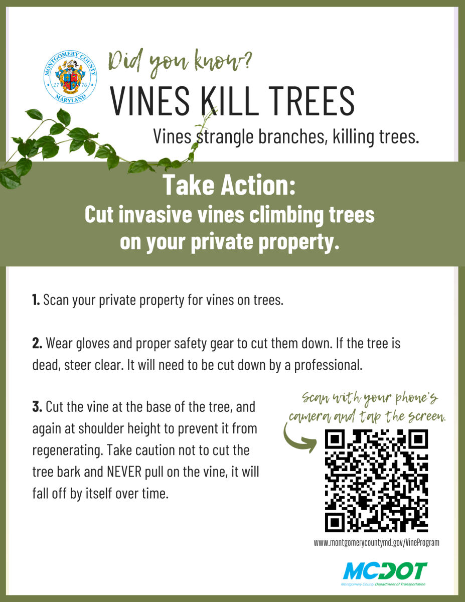 Printable flyer, in PDF, on how to cut vines on your property to save trees. 