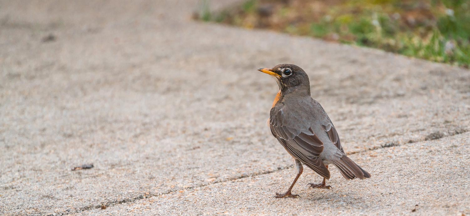 robin on sidewalk - photo credit: John Brighenti