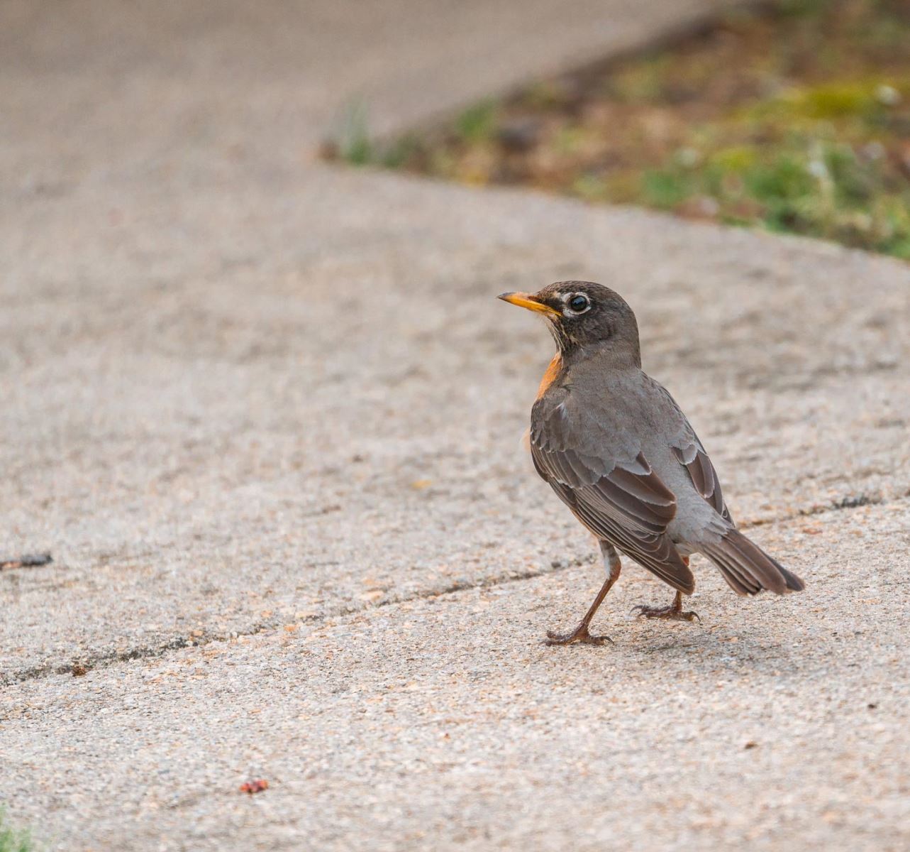 robin on sidewalk - photo credit: John Brighenti