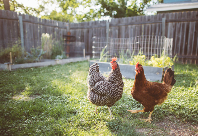 image of Backyard Chicken