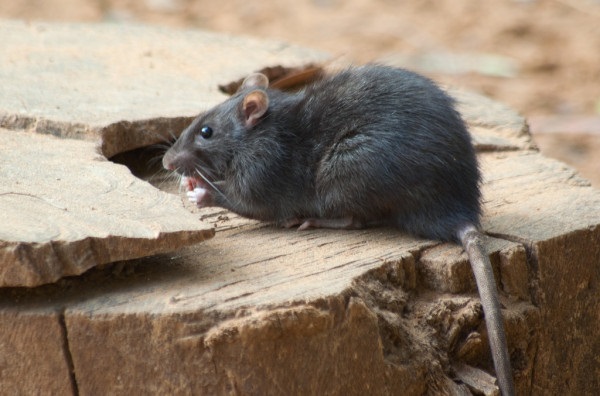 Rat outside eating