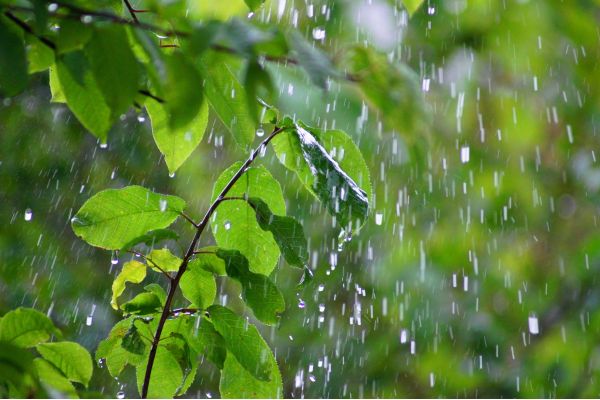 Rain falling on green leaves.