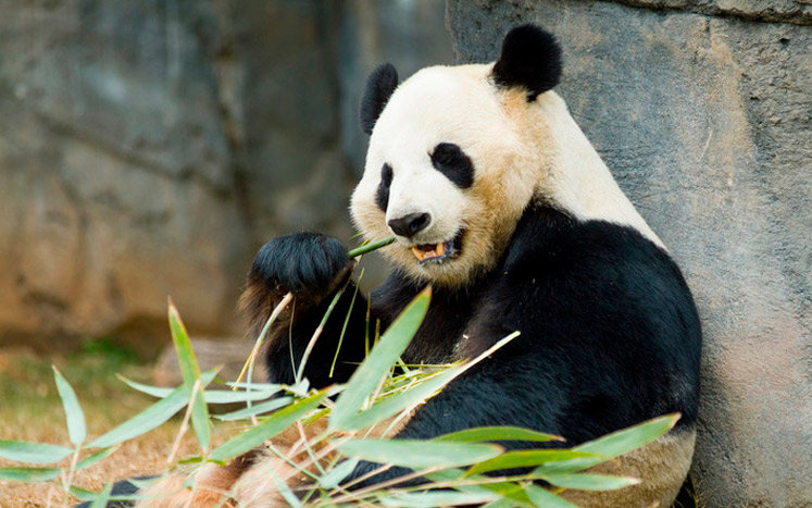 panda in zoo